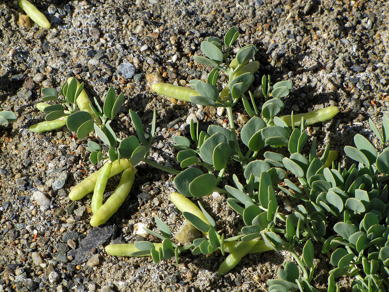 Image of Zygophyllum obliquum specimen.