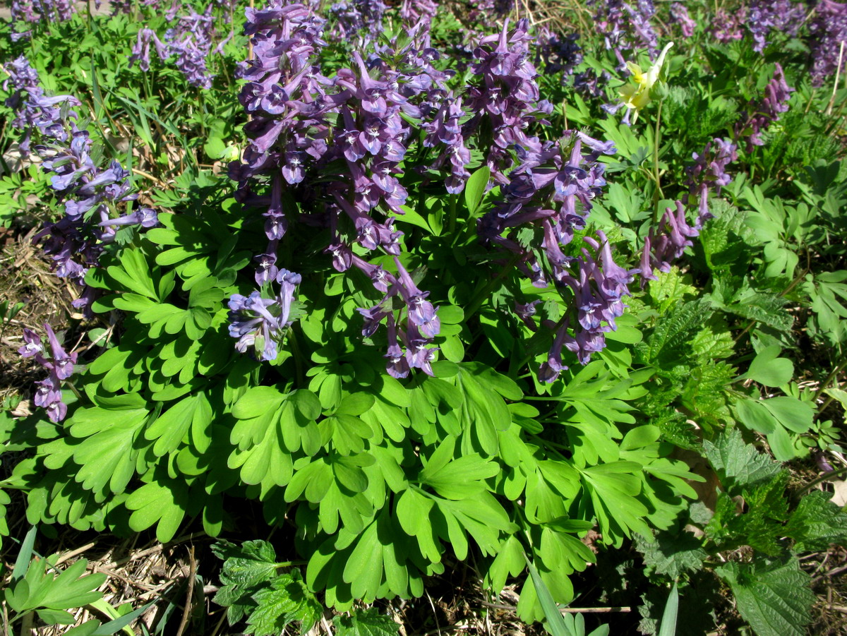 Изображение особи Corydalis nidus-serpentis.