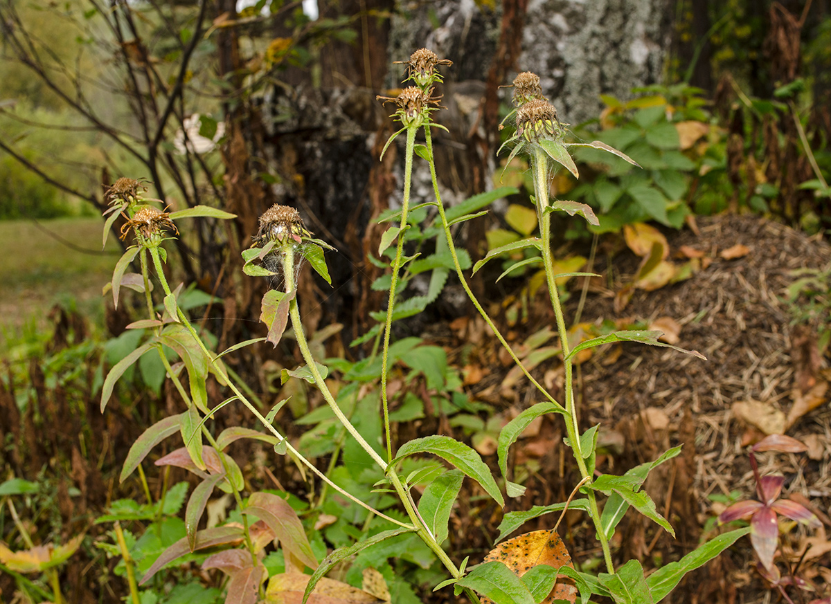 Image of Inula salicina specimen.