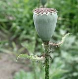 Papaver setiferum