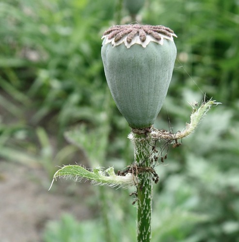 Image of Papaver setiferum specimen.