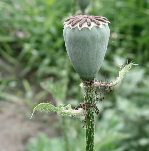 Изображение особи Papaver setiferum.