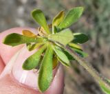 genus Draba