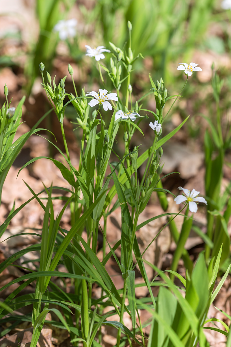 Изображение особи Stellaria holostea.
