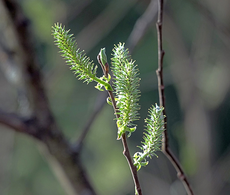 Image of Salix cinerea specimen.