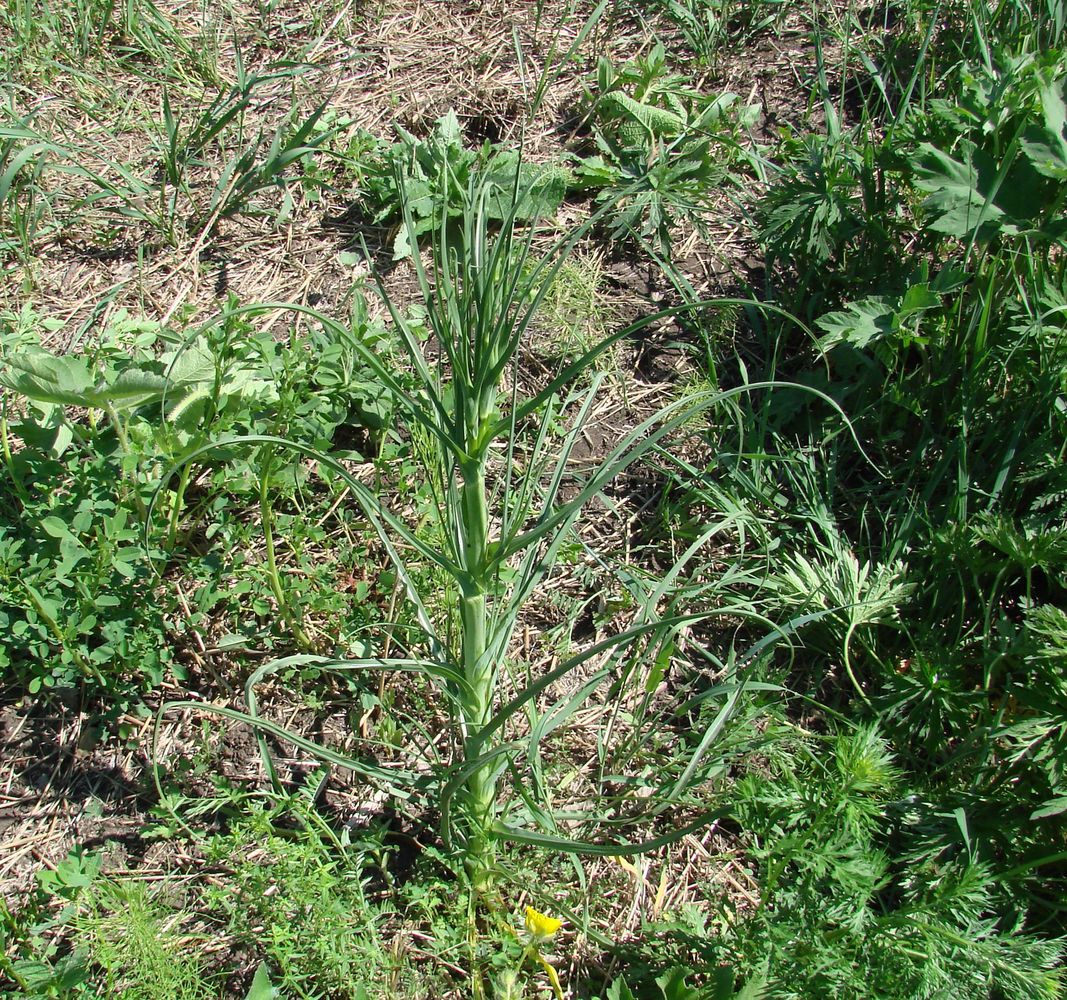 Изображение особи род Tragopogon.