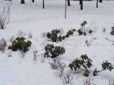 род Rhododendron. Растения в состоянии покоя. Тверская обл., г. Тверь, Городской сад, клумба. 6 декабря 2018 г.