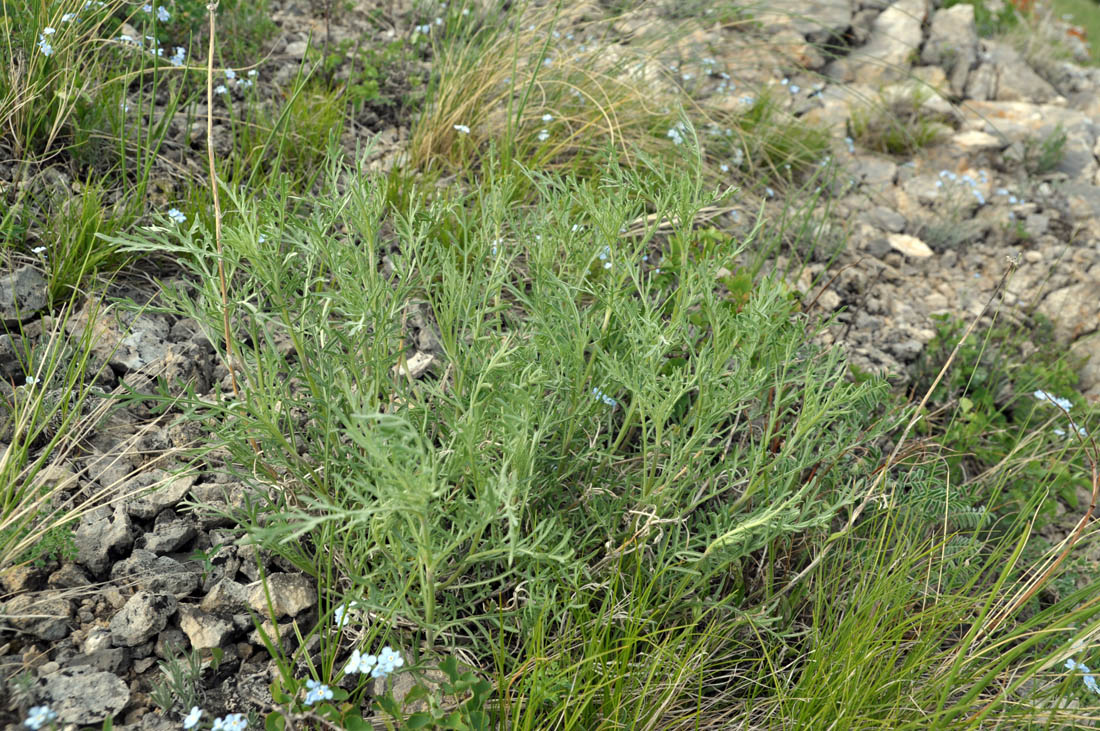 Image of Lomelosia austroaltaica specimen.