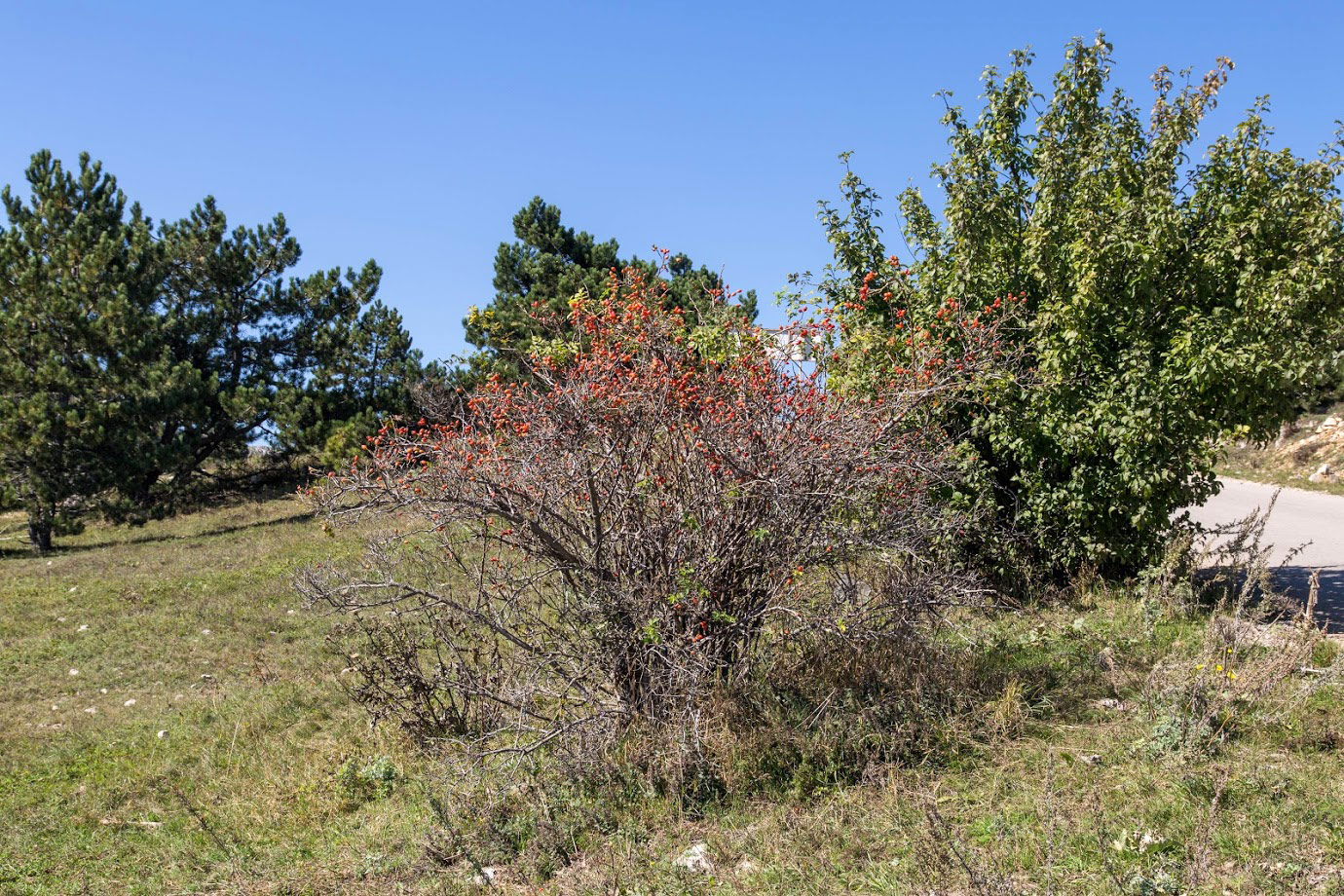 Image of genus Rosa specimen.