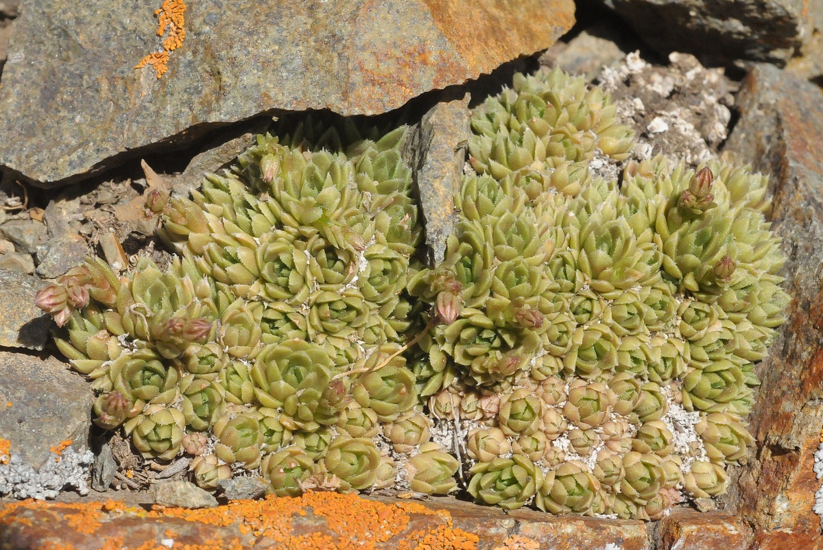 Изображение особи Rosularia alpestris.