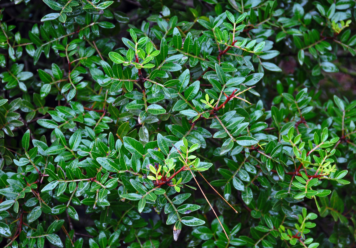 Image of Pistacia lentiscus specimen.