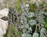 Onobrychis venosa