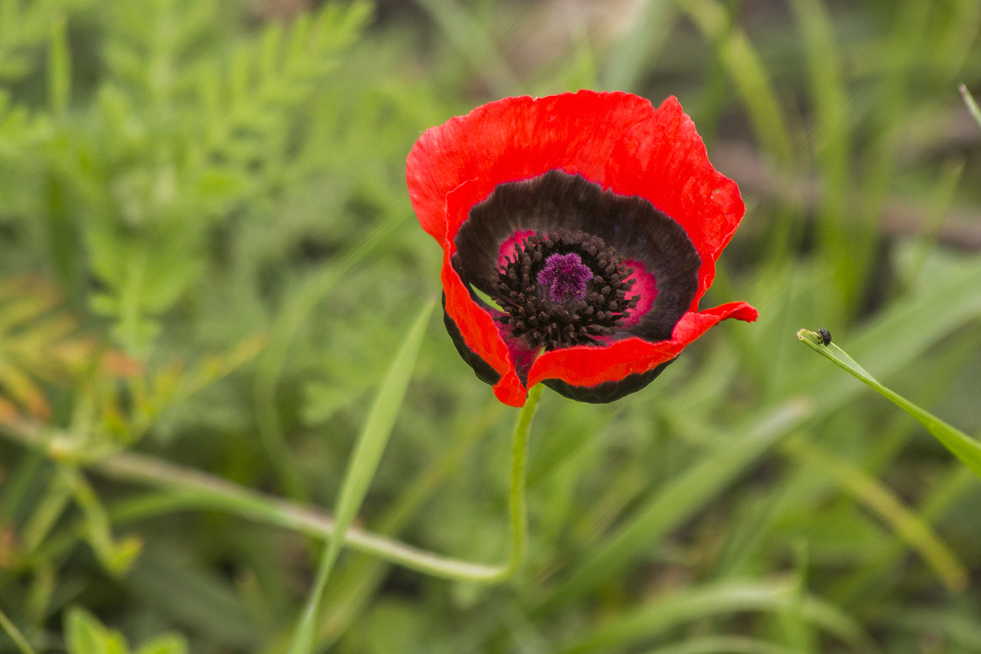 Image of Papaver ocellatum specimen.