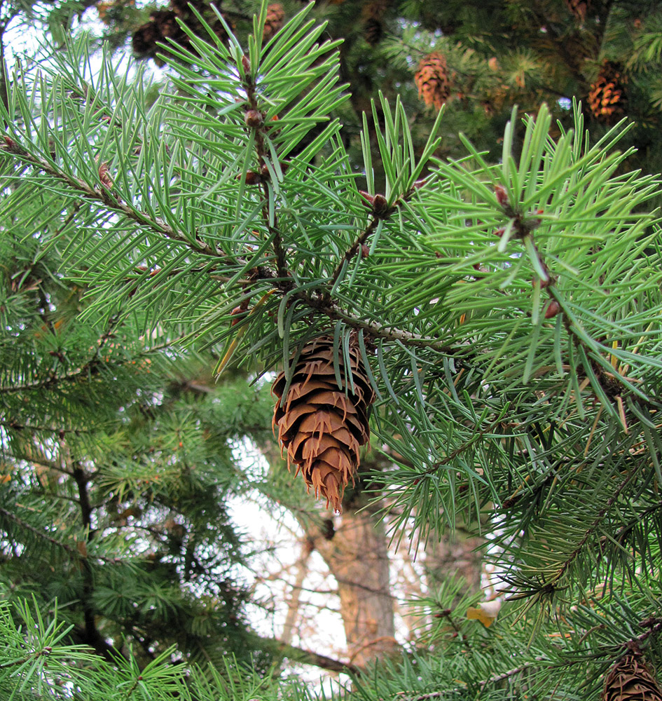 Image of Pseudotsuga menziesii specimen.