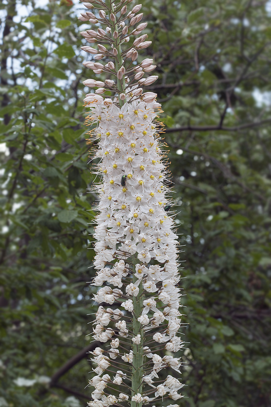 Изображение особи Eremurus robustus.