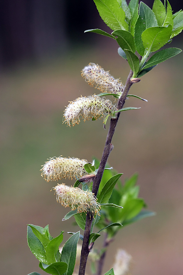 Image of Salix myrsinifolia specimen.