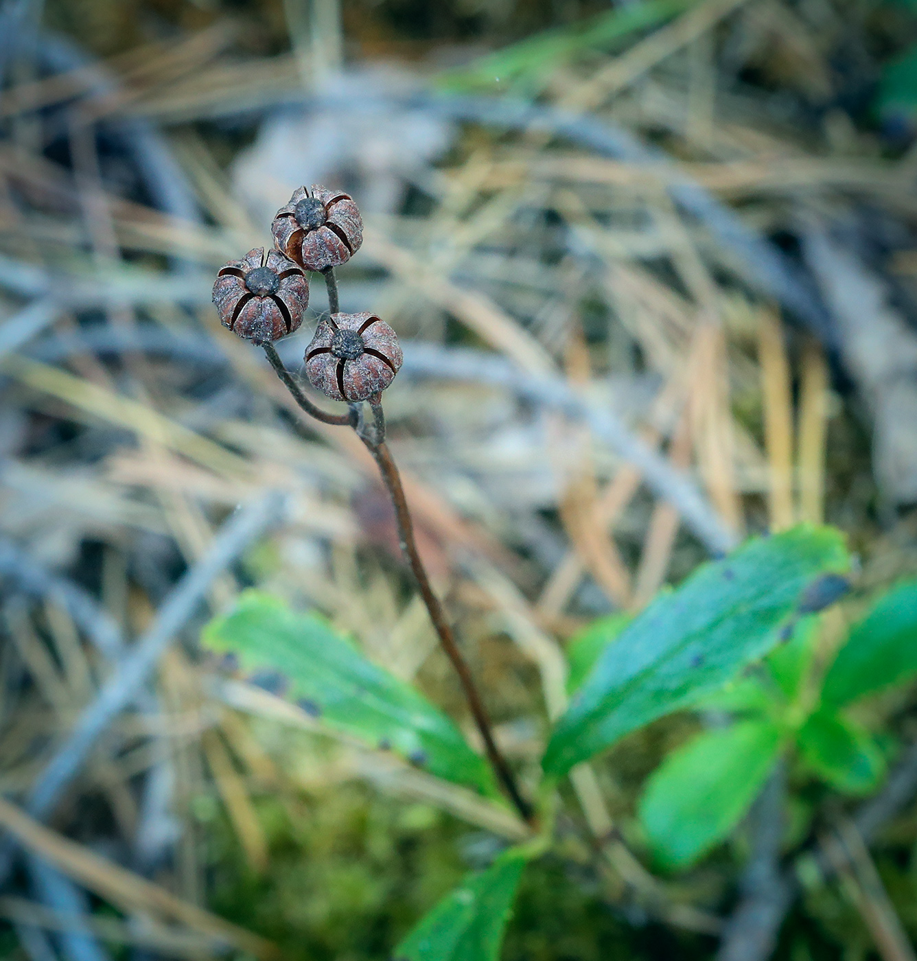 Изображение особи Chimaphila umbellata.