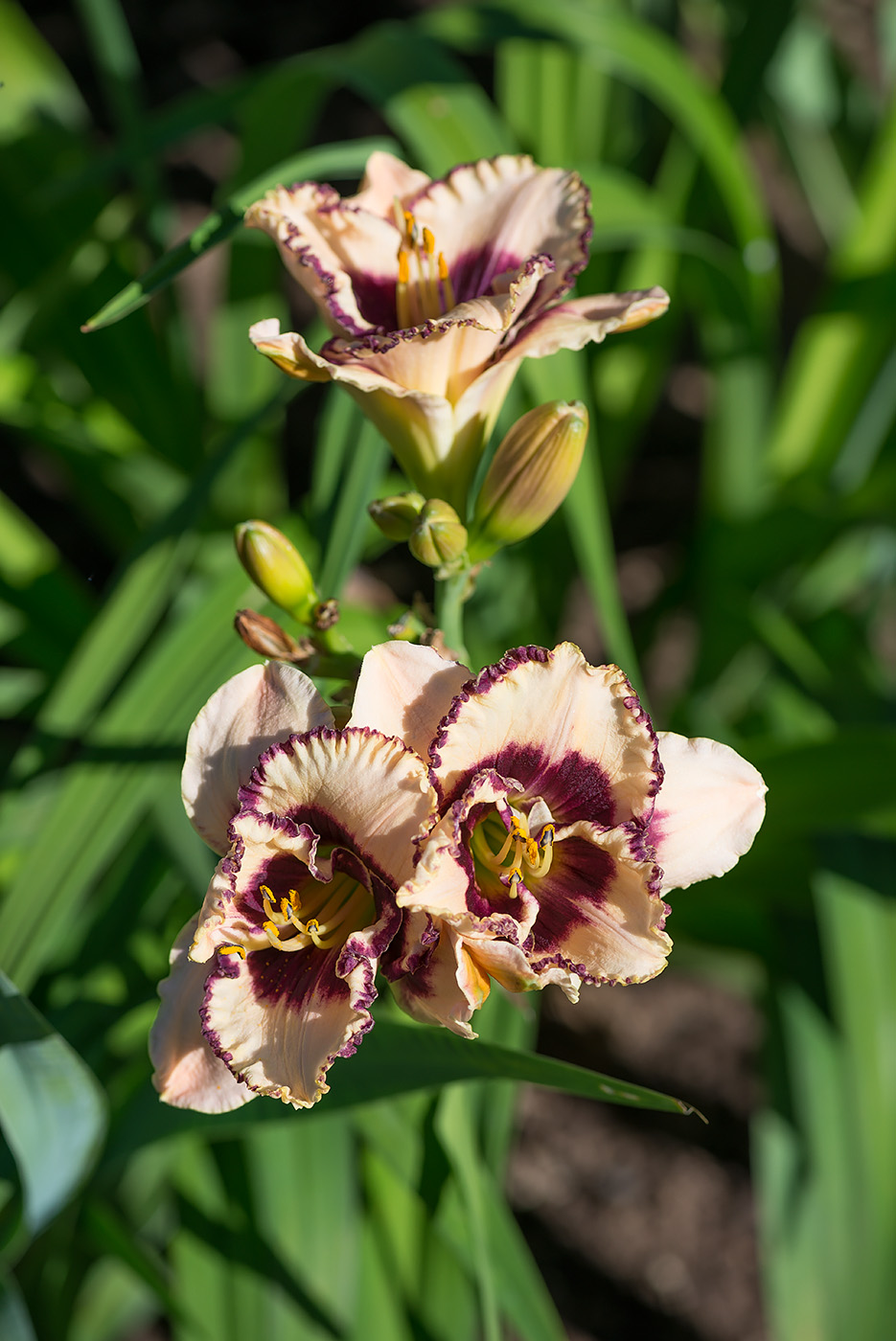 Image of Hemerocallis × hybrida specimen.