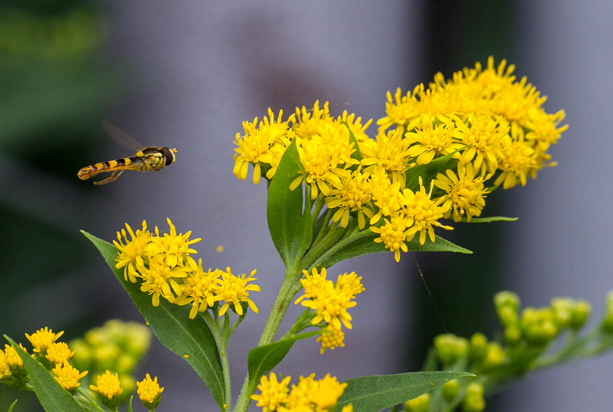 Image of Solidago canadensis specimen.