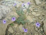 Geranium kotschyi