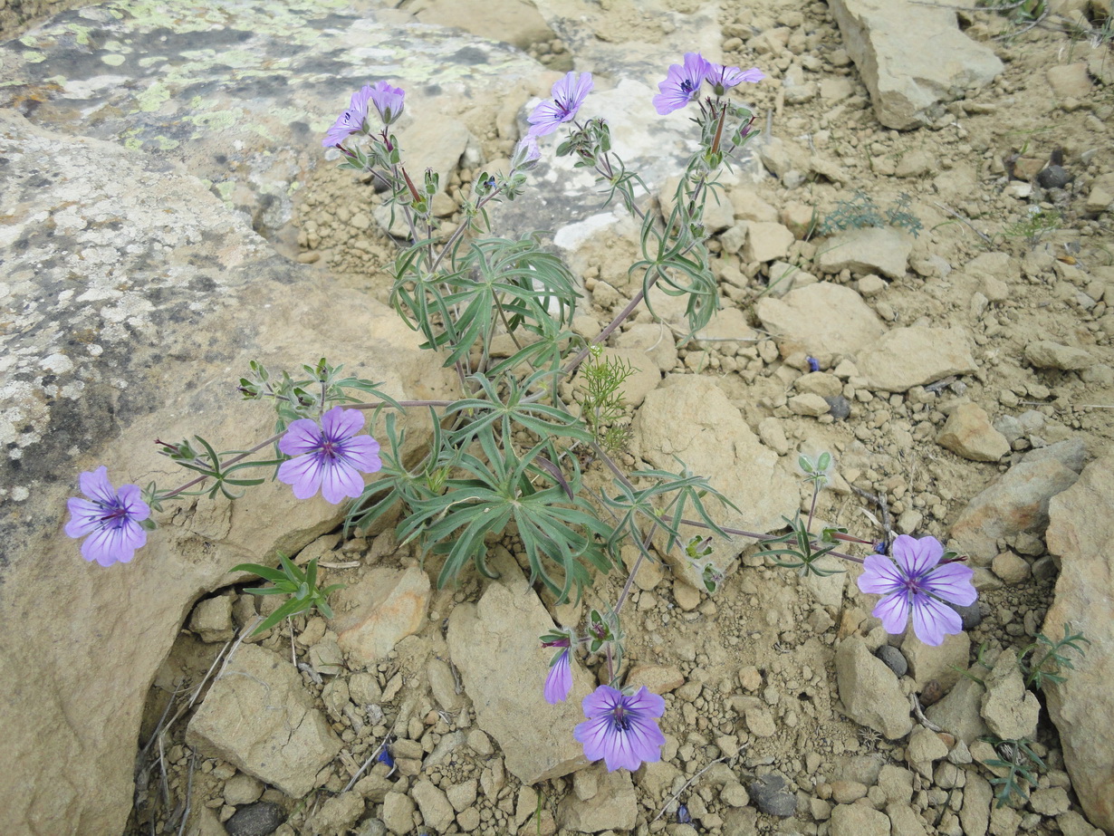 Изображение особи Geranium kotschyi.