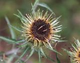 Carlina biebersteinii