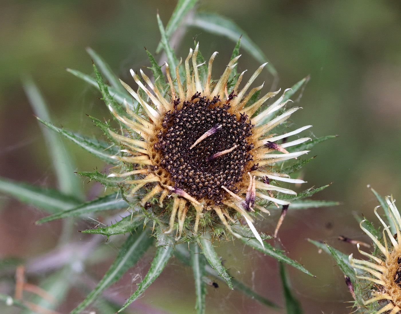 Изображение особи Carlina biebersteinii.