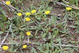 Taraxacum contristans