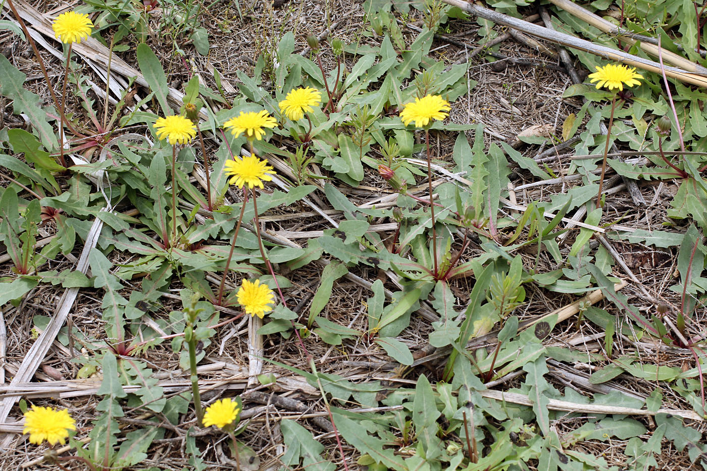 Image of Taraxacum contristans specimen.