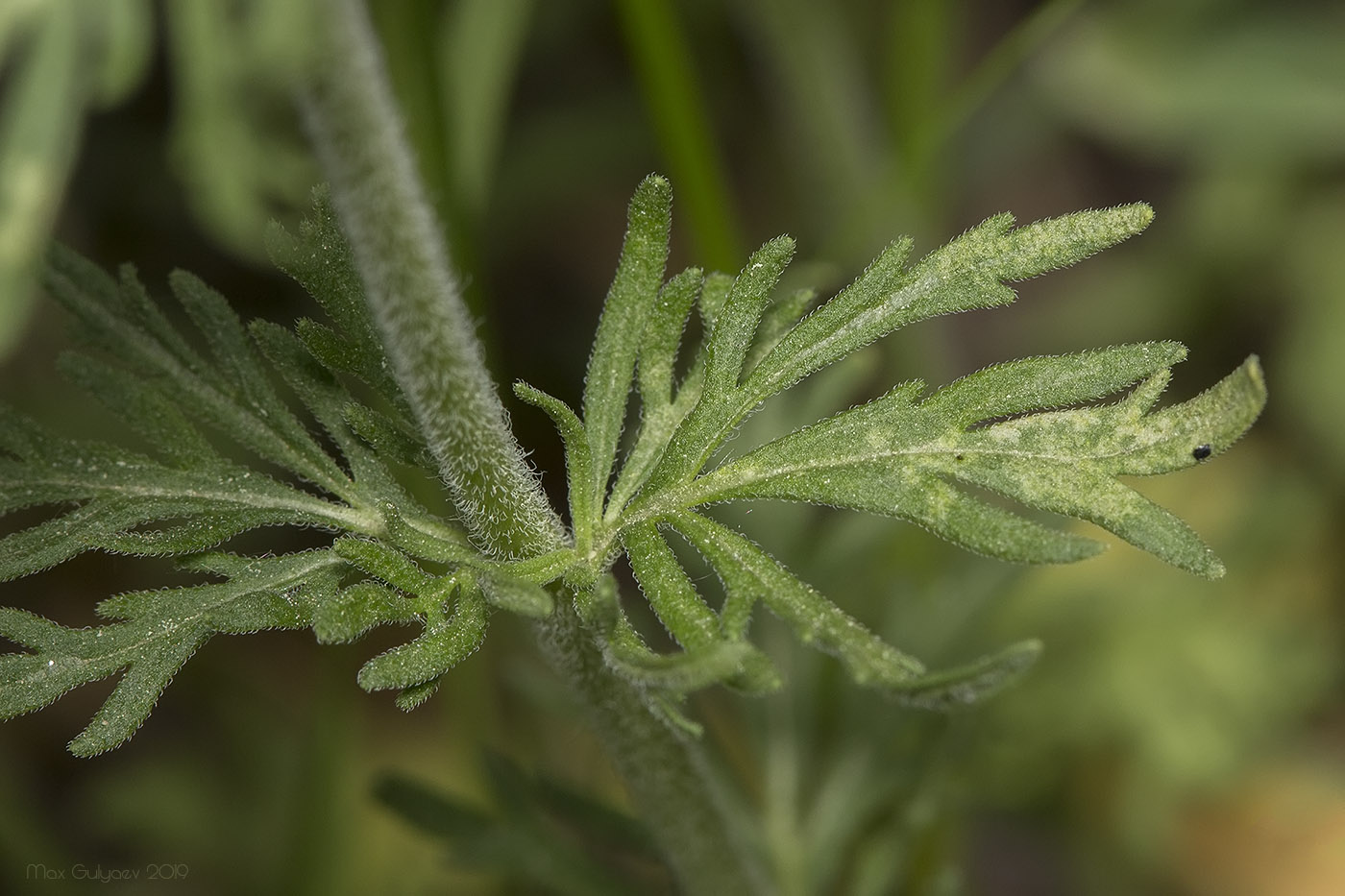 Image of Veronica jacquinii specimen.