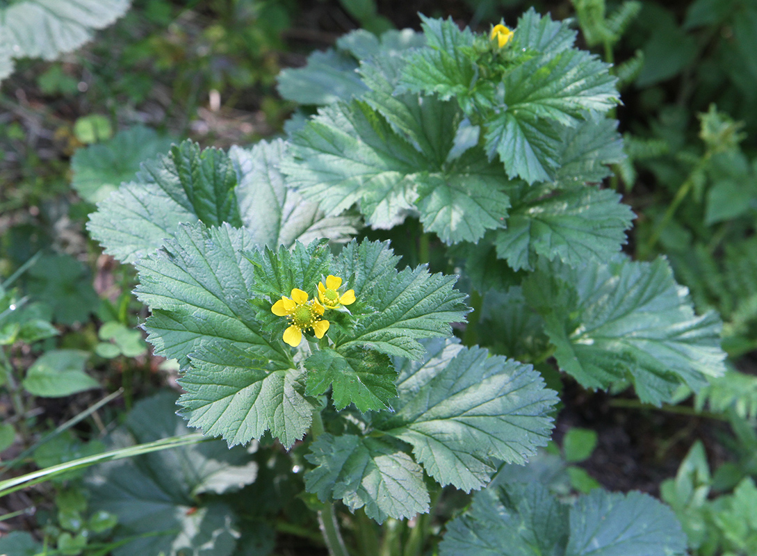 Image of Geum macrophyllum specimen.