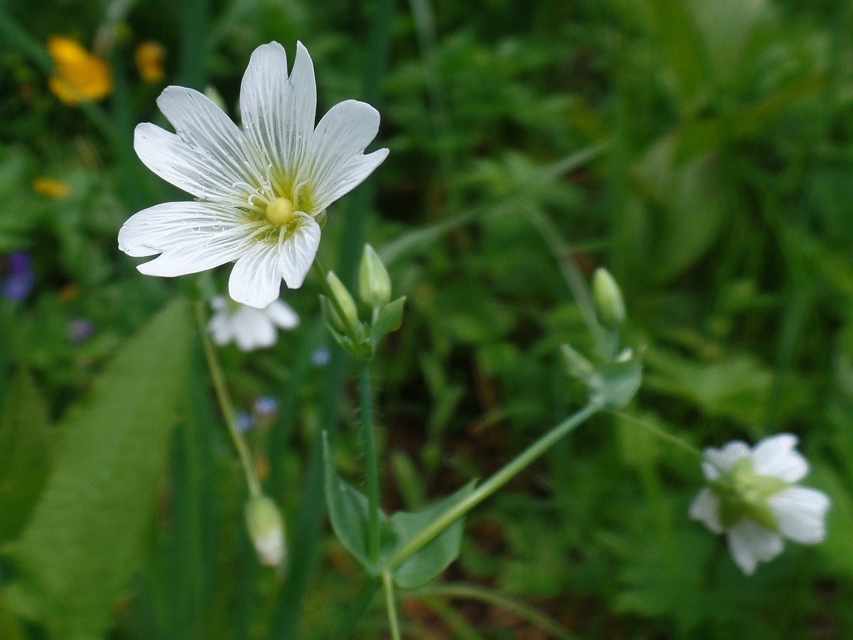 Изображение особи Cerastium davuricum.