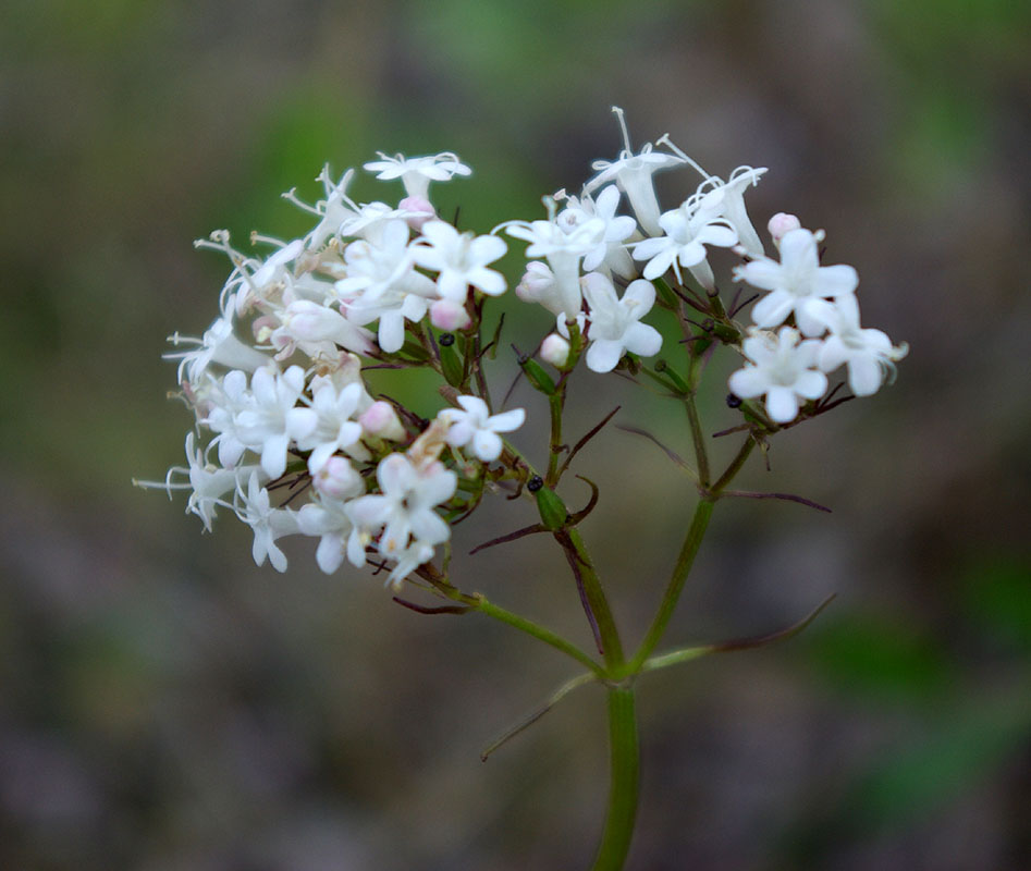 Image of Valeriana capitata specimen.
