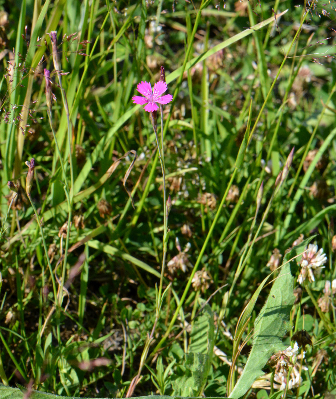 Image of Dianthus deltoides specimen.