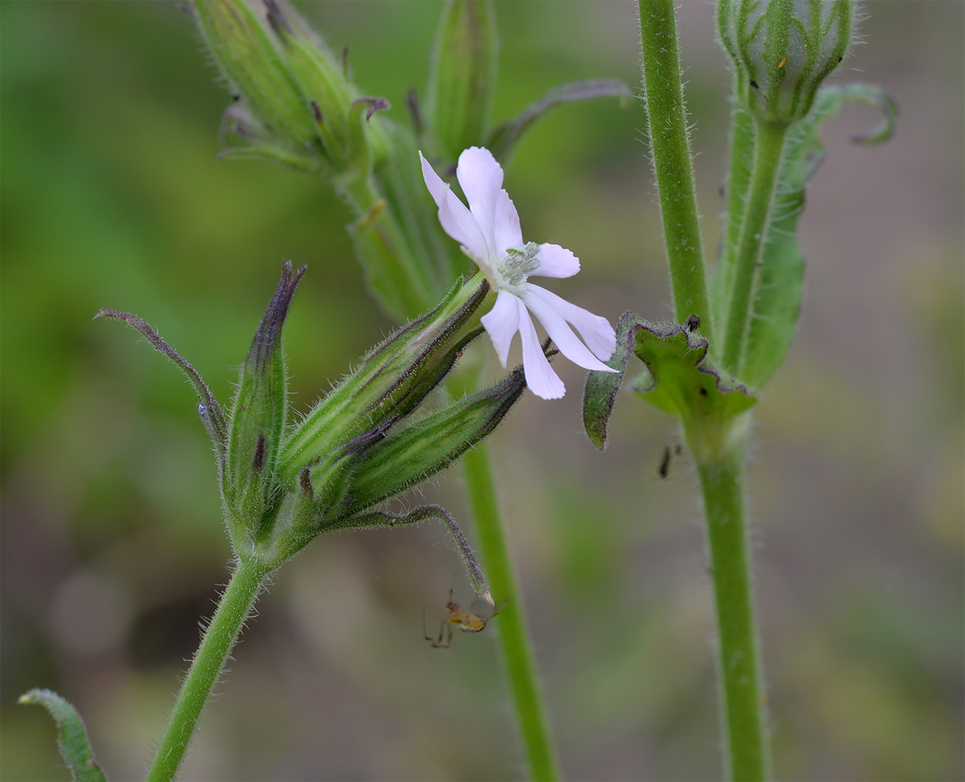 Image of Silene noctiflora specimen.