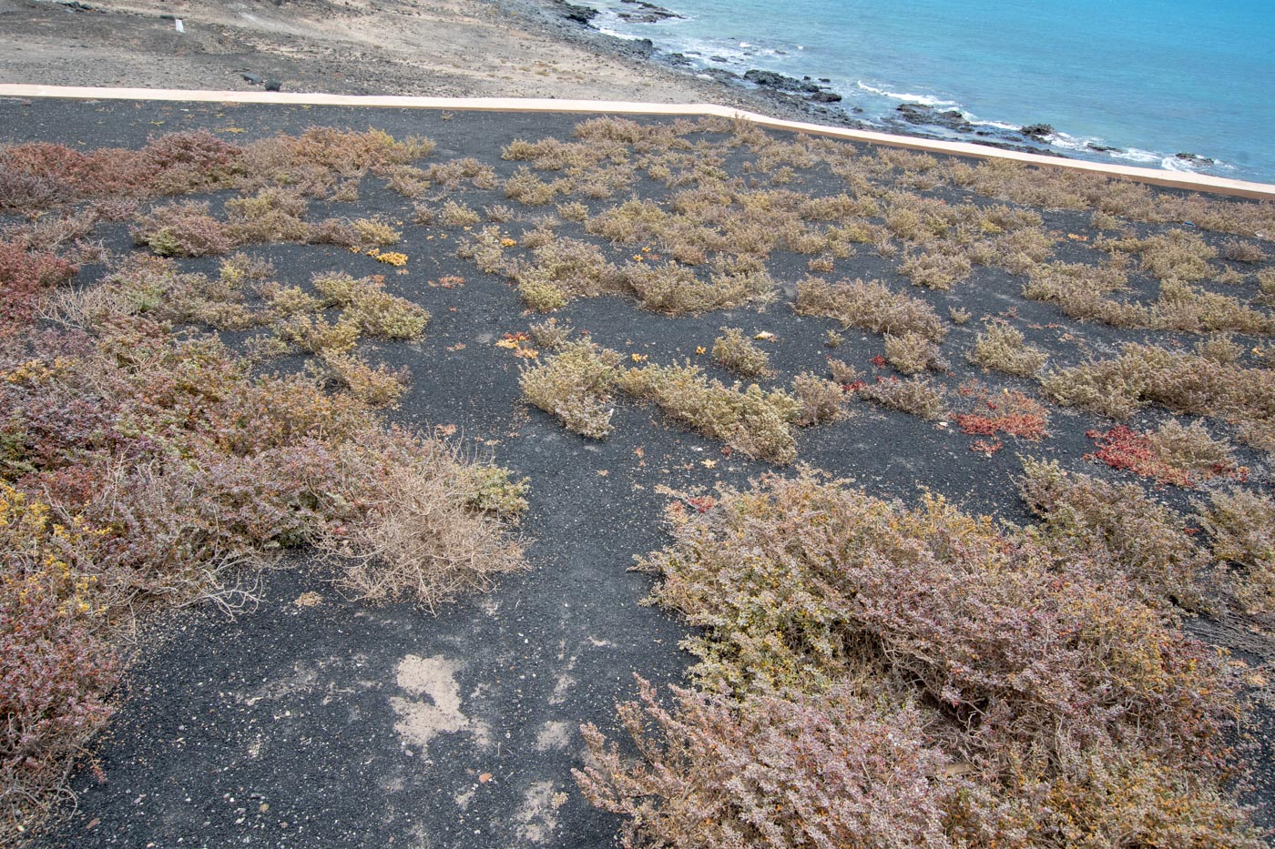 Image of Tetraena gaetula specimen.