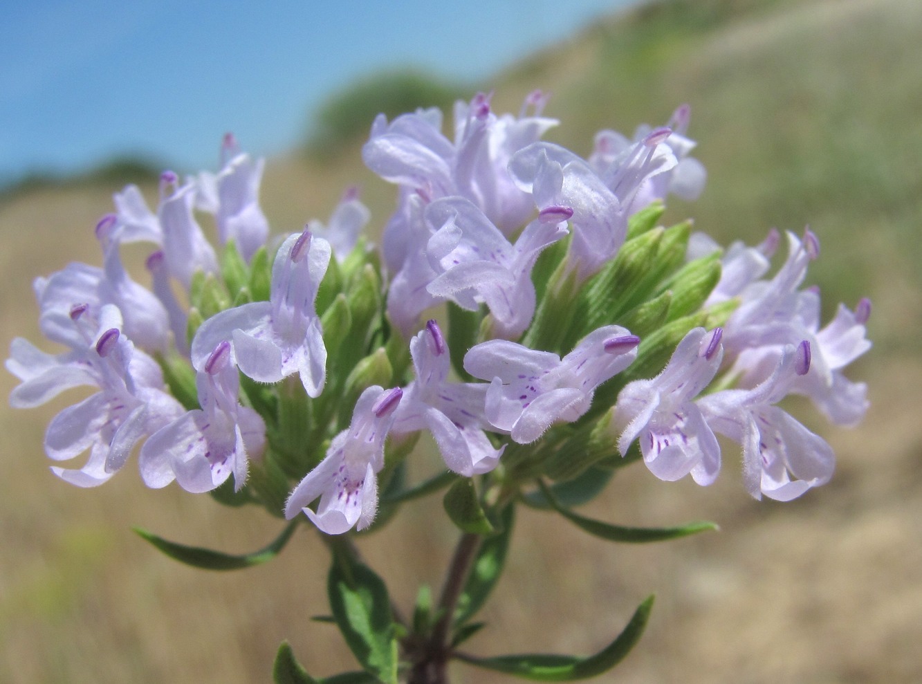 Изображение особи Ziziphora serpyllacea.