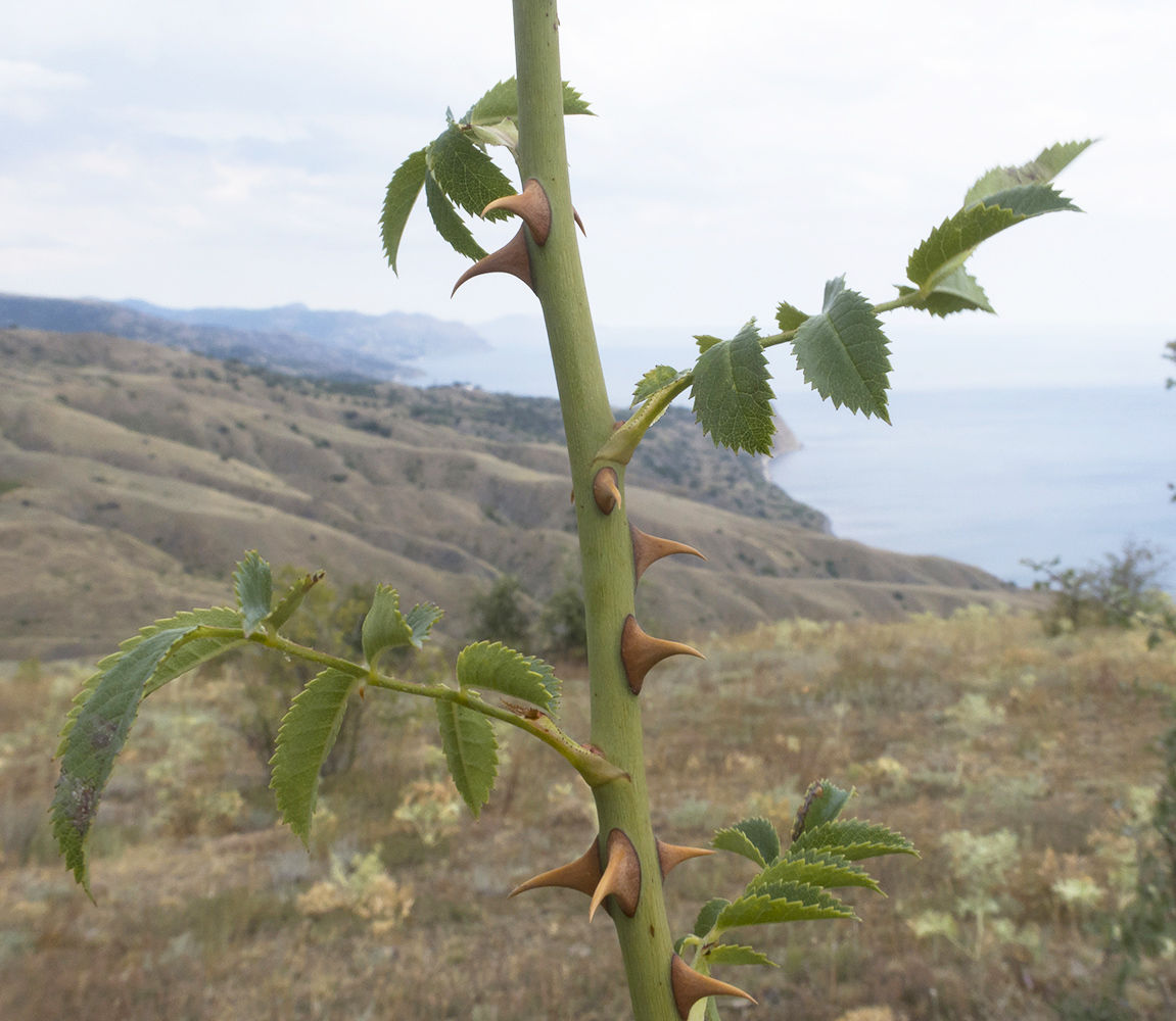 Image of Rosa andegavensis specimen.