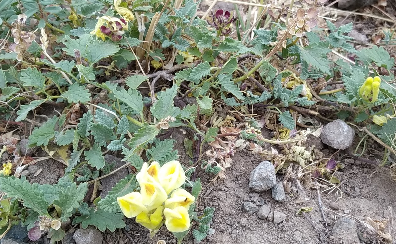 Изображение особи Scutellaria leptostegia.