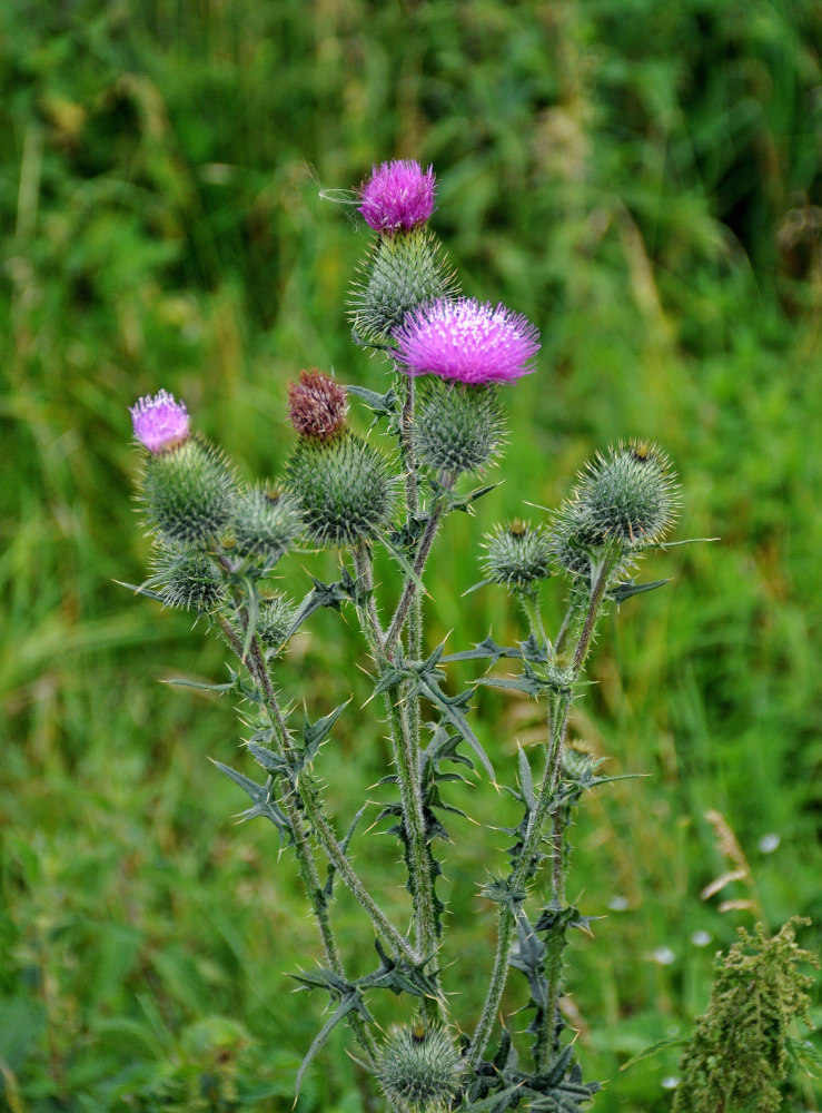 Изображение особи Cirsium vulgare.