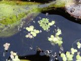 Azolla filiculoides. Активно вегетирующее растение (в центре и вверху) в сообществе Eichhornia crassipes и Lemnia minor. Московская обл., Садовое товарищество, садовый участок, садовый разводной (для растений) пруд, в культуре. 12.09.2019.