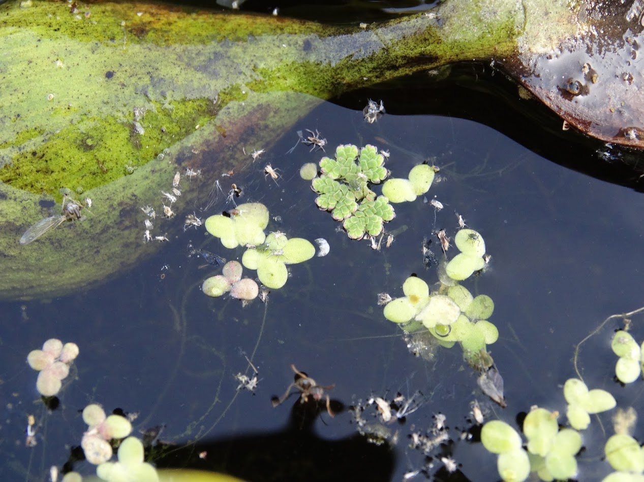 Изображение особи Azolla filiculoides.