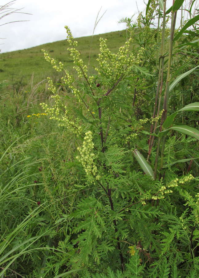 Image of Artemisia gmelinii specimen.