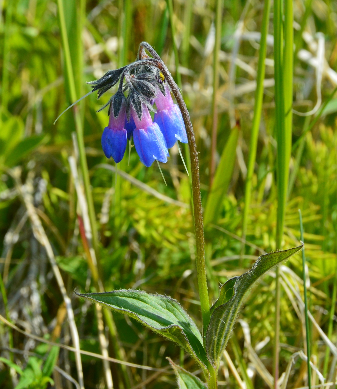 Image of Mertensia pubescens specimen.