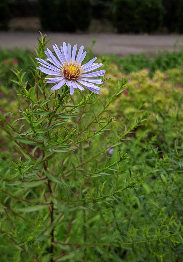 Image of genus Symphyotrichum specimen.