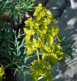 Cruciata coronata