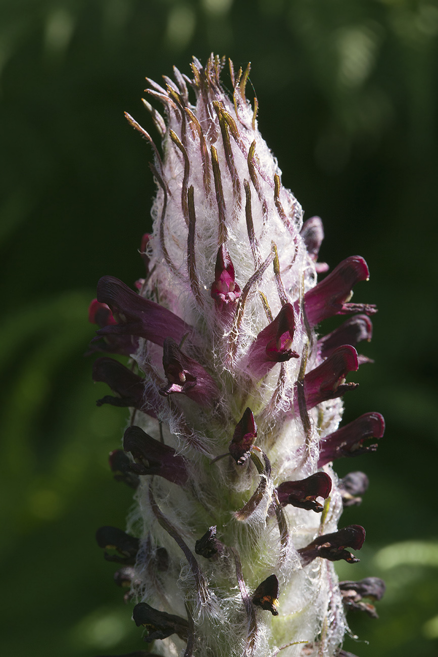 Изображение особи Pedicularis atropurpurea.