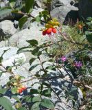 Lonicera hispida