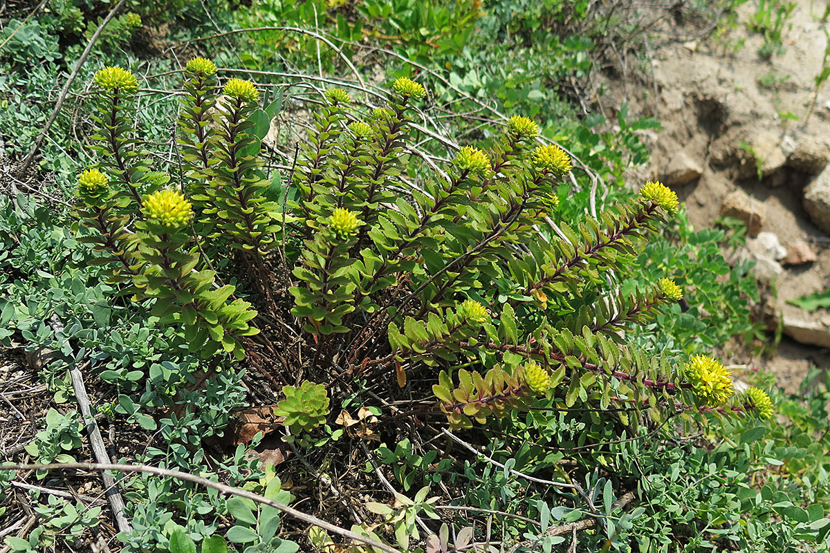 Image of Aizopsis selskiana specimen.