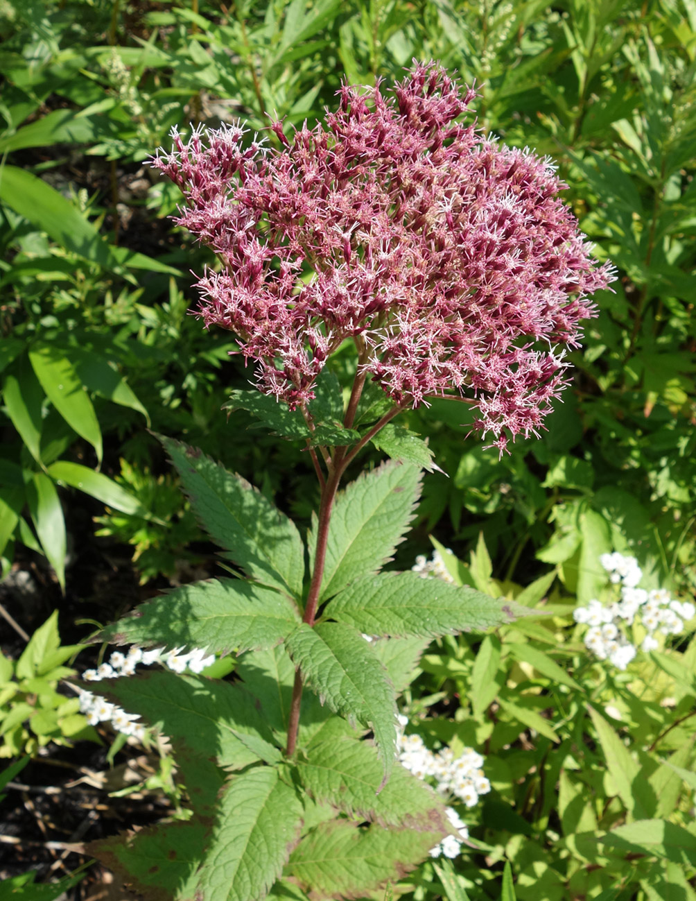 Изображение особи Eupatorium glehnii.